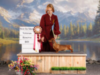 11.05.2026 Russia. Moscow. SDS. Judge - Temirova Madina.Formula Uspeha Bliss (ms) - Club VCAC, VBOB, BOB, 1-Best in Show Veteran, Res.Best in Show adult