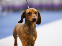 11.05.2026 Russia. Moscow. SDS. Judge - Temirova Madina. Formula Uspeha Vihr' (ms) - Club CAC, BOS