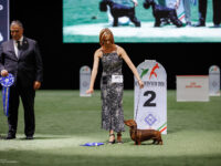 04.06.2026. Italy. Bologna. IDS. ENCI WINNER & ACL WINNER. Judge - BAUCHAL GIANFRANCO (ITA) (M/S), MONTEFUSCO CLAUDIO (ITA) (K/S).Formula Uspeha Vihr' & Formula Uspeha Vselennaya - 2-Best Couple Formula Uspeha Ogon' (ms) - J CAC, JCACIB, JBOS, J ENCI & LATIN WINNER