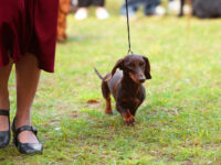 15.08.2026 Russia. Moscow. SDS “RGK”. Judge – Oleg Yanchev. Formula Uspeha Lorelea (ks) – J Club CAC, JBOB, BOB, 1-Best in Show Junior, 1-Best in Show Adult