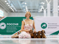 21.06.2026. Russia. Moscow. NDS “Russia. RKF CUP 2026”. Judge – Ekaterina Krylova (breed, BIG).Formula Uspeha Groza (ms) - CAC, Club CAC, Best Working dog & Formula Uspeha Top Gear (ms) - VCAC, Club V CAC, V CH RKF, Moscow Veteran Winner & Formula Uspeha Jar – Ptitsa & Formula Uspeha Jelanie