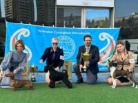 21.03.2026. Azerbaijan. Baku. IDS. Judge - Zaur Agabeli. Formula Uspeha Vihr' (ms) JCAC, JCACIB, JBOB, BOB, 1-Best in Group, Res.Best in Show.