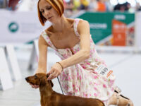 21.06.2026. Russia. Moscow. NDS “Russia. RKF CUP 2026”. Judge – Ekaterina Krylova (breed, BIG). Formula Uspeha Ogon’ (ms) - JCAC, Club J CAC, J CH RKF, Moscow Junior Winner, JBOB