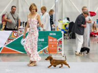 21.06.2026. Russia. Moscow. NDS “Russia. RKF CUP 2026”. Judge – Ekaterina Krylova (breed, BIG).Formula Uspeha Groza (ms) - CAC, Club CAC, Best Working dog