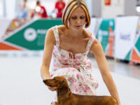 21.06.2026. Russia. Moscow. NDS “Russia. RKF CUP 2026”. Judge – Ekaterina Krylova (breed, BIG).Formula Uspeha Groza (ms) - CAC, Club CAC, Best Working dog