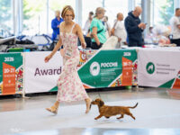 21.06.2026. Russia. Moscow. NDS “Russia. RKF CUP 2026”. Judge – Ekaterina Krylova (breed, BIG). Formula Uspeha Bliss (ms) - VCAC, Club V CAC, V CH RKF, Moscow Veteran Winner, V BOB. Formula Uspeha Bliss (ms) - VCAC, Club V CAC, V CH RKF, Moscow Veteran Winner, V BOB