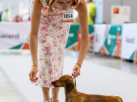 21.06.2026. Russia. Moscow. NDS “Russia. RKF CUP 2026”. Judge – Ekaterina Krylova (breed, BIG). Formula Uspeha Bliss (ms) - VCAC, Club V CAC, V CH RKF, Moscow Veteran Winner, V BOB. Formula Uspeha Bliss (ms) - VCAC, Club V CAC, V CH RKF, Moscow Veteran Winner, V BOB