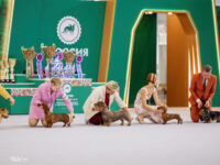 21.06.2026. Russia. Moscow. NDS “Russia. RKF CUP 2026”. Judge – Ekaterina Krylova (breed, BIG). Formula Uspeha Ogon’ (ms) - JCAC, Club J CAC, J CH RKF, Moscow Junior Winner, JBOB