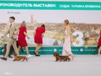 21.06.2026. Russia. Moscow. NDS “Russia. RKF CUP 2026”. Judge – Ekaterina Krylova (breed, BIG), Tatyana Brovkina (best progeny). Formula Uspeha Bliss (ms) - VCAC, Club V CAC, V CH RKF, Moscow Veteran Winner, V BOB. 2-Best Progeny.