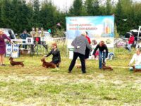 12.09.2026 Russia. Zelenograd. NDS.Judge - Irina Trifonova. Formula Uspeha Gardenia (ms) - CAC, BOB, 3-Best in Group