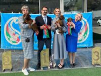 21.03.2026. Azerbaijan. Baku. IDS. Judge - Zaur Agabeli. Formula Uspeha Vihr' (ms) JCAC, JCACIB, JBOB, BOB, 1-Best in Group, Res.Best in Show & Formula Uspeha Strela (ks) - JCAC, JCACIB, JBOB, BOB, 3-Best in Group, 3-Best in Show Junior.