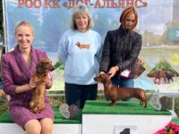 12.09.2026 Russia. Zelenograd. SDS. Judge - Orishenko. Formula Uspeha Ogon' (ms) - Club CAC, BOB, R.Best in Show & Formula Uspeha Chezet (ms) - Club JCAC, JBOB, R.Best in Show Junior