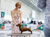 21.06.2026. Russia. Moscow. NDS “Russia. RKF CUP 2026”. Judge – Ekaterina Krylova (breed, BIG).Formula Uspeha Jelanie (ks) – 2 Very promising