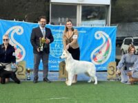 21.03.2026. Azerbaijan. Baku. IDS. Judge - Zaur Agabeli. Formula Uspeha Strela (ks) - JCAC, JCACIB, JBOB, BOB, 3-Best in Group, 3-Best in Show Junior.