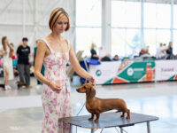 21.06.2026. Russia. Moscow. NDS “Russia. RKF CUP 2026”. Judge – Ekaterina Krylova (breed, BIG). Formula Uspeha Strela (ks) – J R.CAC, CC