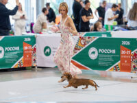 21.06.2026. Russia. Moscow. NDS “Russia. RKF CUP 2026”. Judge – Ekaterina Krylova (breed, BIG). Formula Uspeha Top Gear (ms) - VCAC, Club V CAC, V CH RKF, Moscow Veteran Winner