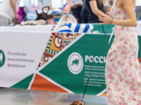 21.06.2026. Russia. Moscow. NDS “Russia. RKF CUP 2026”. Judge – Ekaterina Krylova (breed, BIG). Formula Uspeha Jar – Ptitsa (ms) – 2 Very promising