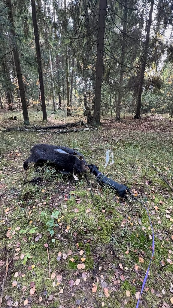 26-27.09.2026. Россия. МО. КОС ВОО.Судьи - Мичурин А.В., Алексеева Т.В., Плюснина Н.В. Состязания по кровяному следу. Formula Uspeha Okhotnitsa - 63 баллов 3 степень 26-27.09.2026. Россия. МО. КОС ВОО.Судьи - Мичурин А.В., Алексеева Т.В., Плюснина Н.В. Состязания по кровяному следу. Formula Uspeha Okhotnitsa - 63 баллов 3 степень