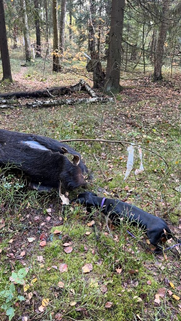 26-27.09.2026. Россия. МО. КОС ВОО.Судьи - Мичурин А.В., Алексеева Т.В., Плюснина Н.В. Состязания по кровяному следу. Formula Uspeha Okhotnitsa - 63 баллов 3 степень 26-27.09.2026. Россия. МО. КОС ВОО.Судьи - Мичурин А.В., Алексеева Т.В., Плюснина Н.В. Состязания по кровяному следу. Formula Uspeha Okhotnitsa - 63 баллов 3 степень