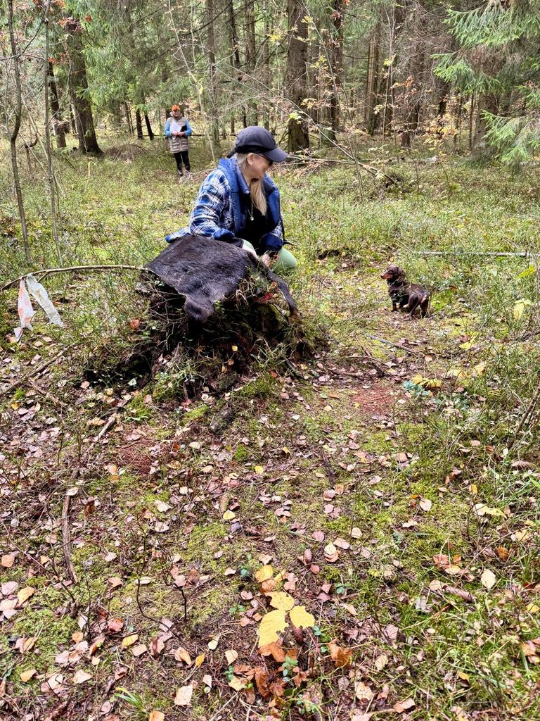 26-27.09.2026. Россия. МО. КОС ВОО.Судьи - Мичурин А.В., Алексеева Т.В., Плюснина Н.В. Состязания по кровяному следу.Formula Uspeha Lakritsa - 82 баллов 2 степень